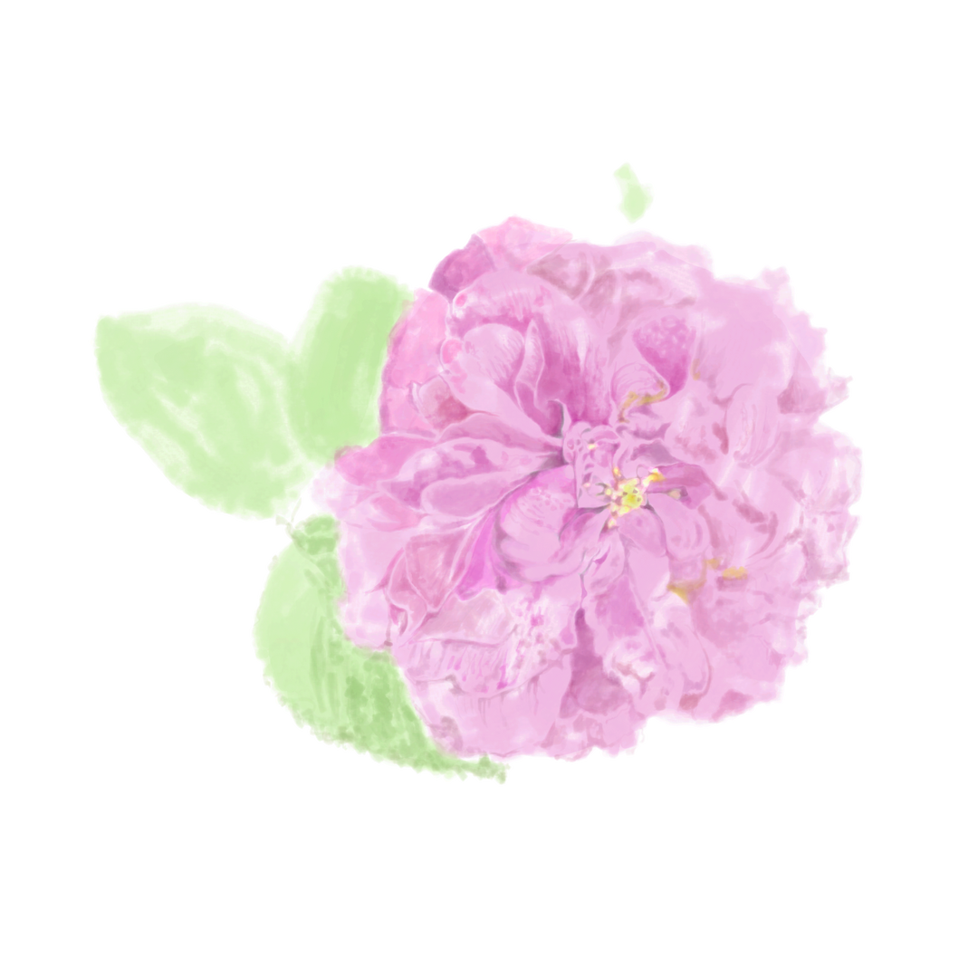 人気NO.1 フランス産 ダマスクローズ / Damask Rose – Nama candle