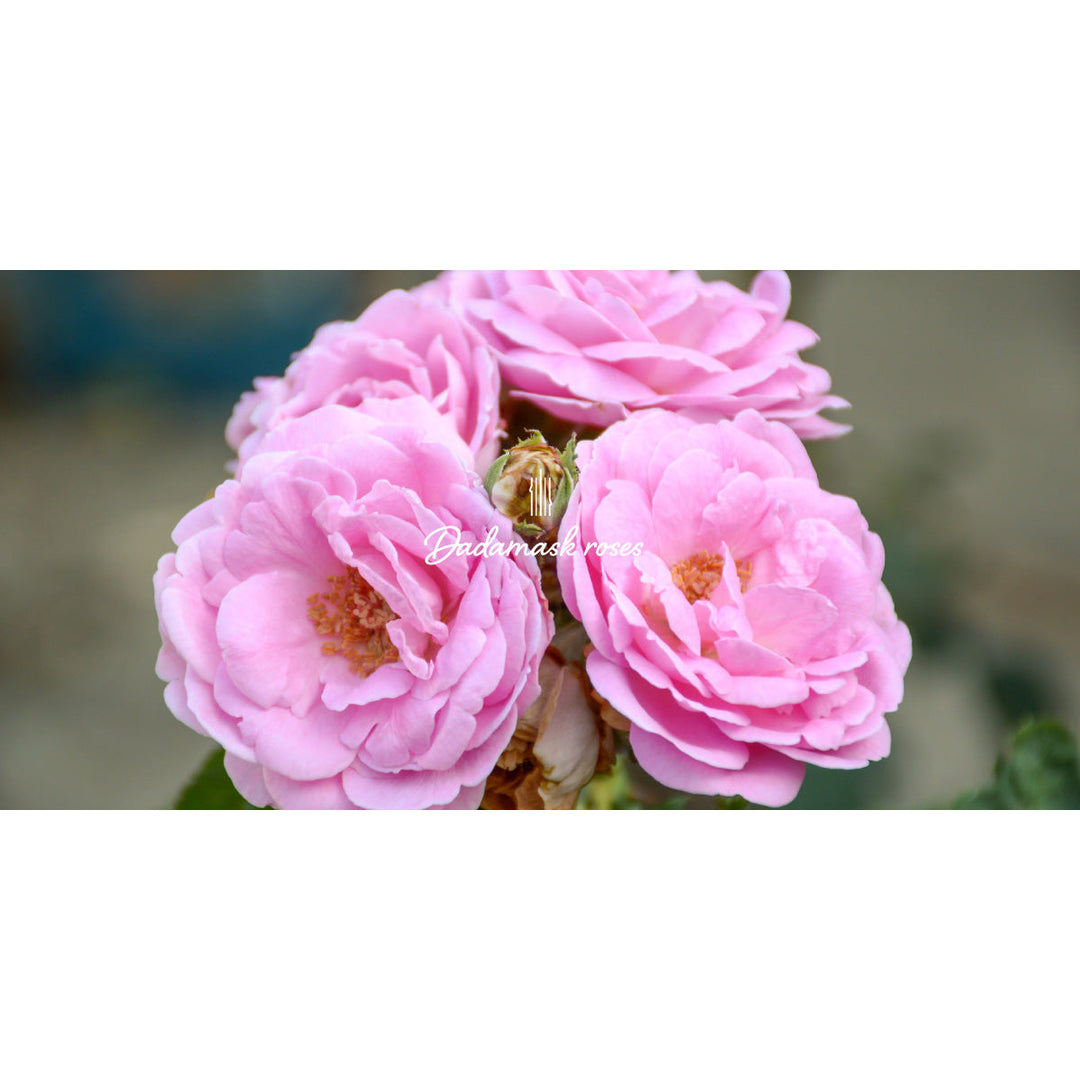 人気NO.1 フランス産 ダマスクローズ / Damask Rose – Nama candle