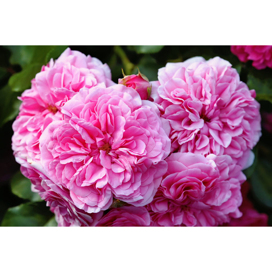 人気NO.1 フランス産 ダマスクローズ / Damask Rose – Nama candle